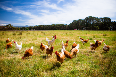 Forrest Pritchard on Beginning Chicken Farming Image